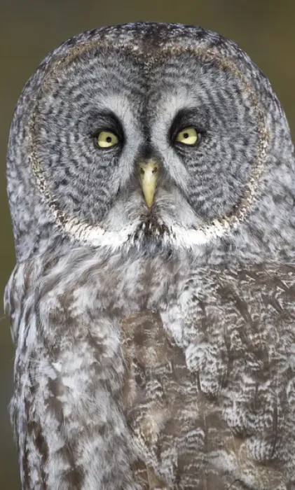 Framed Print : Canada, Quebec, Beauport. Great gray owl close-up Framed Print : Canada, Quebec, Beauport. Great gray owl close-up