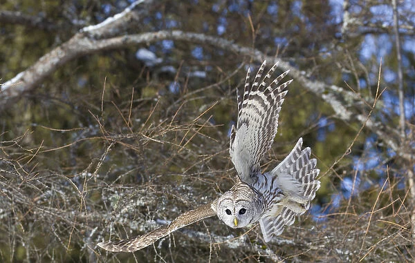 Canada, Quebec, Beauport. Great gray owl flying
