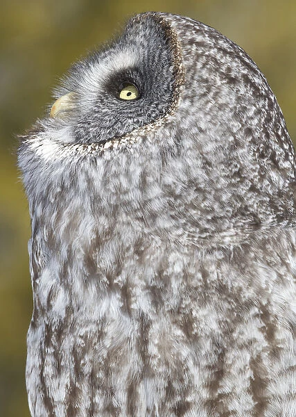Canada, Quebec, Beauport. Great gray owl looking up