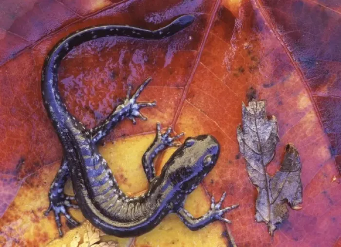 Framed Print : Canada, Quebec. Blue-spotted salamander on fall-colored maple leaf Framed Print : Canada, Quebec. Blue-spotted salamander on fall-colored maple leaf