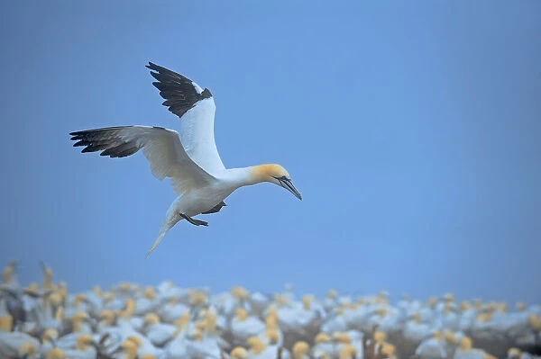 Canada, Quebec, Bonaventure Island. Northern gannet flying over colony