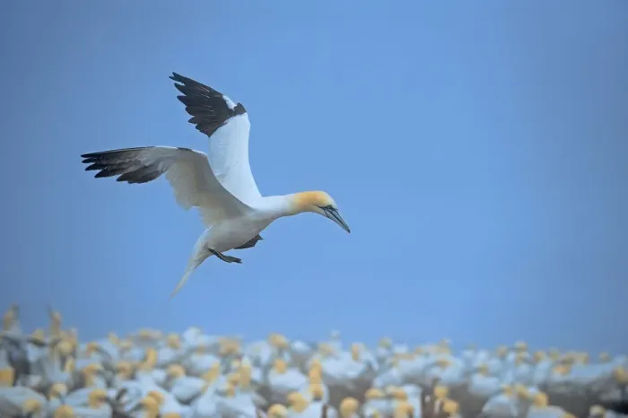 Framed Print : Canada, Quebec, Bonaventure Island. Northern gannet flying over colony