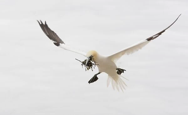 Canada, Quebec, Bonaventure Island. Northern gannet bird with nesting material landing