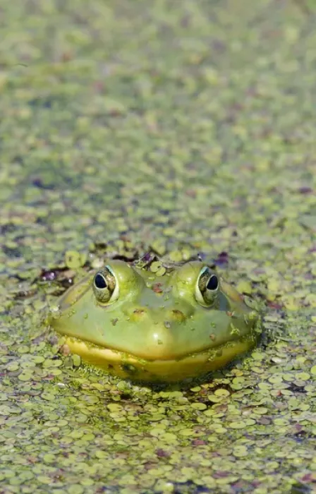 Framed Print : Canada, Quebec, Boucherville. Green frog in duckweed Framed Print : Canada, Quebec, Boucherville. Green frog in duckweed