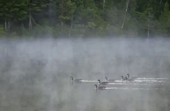 Framed Print : Canada, Quebec. Canada geese in fog. Credit as: Gilles Delisle / Jaynes Gallery / DanitaDelimont Framed Print : Canada, Quebec. Canada geese in fog. Credit as: Gilles Delisle / Jaynes Gallery / DanitaDelimont