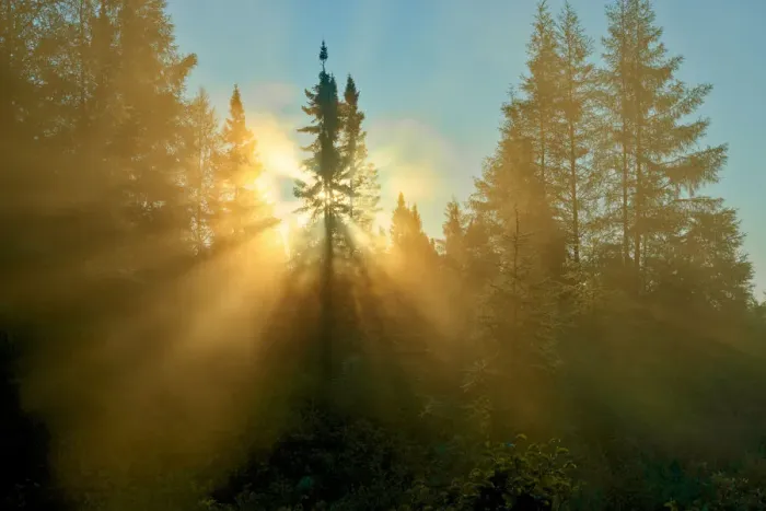 Framed Print : Canada, Quebec, Chibougamau. Trees in fog at sunrise. Credit as