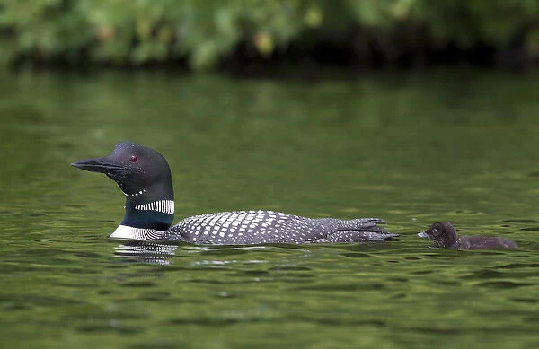 Canada, Quebec, Eastman. Common loon with chick