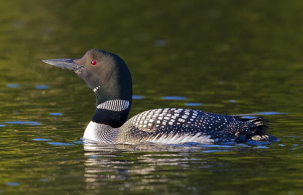 Canada, Quebec, Eastman. Common loon swimming