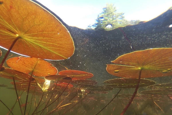 Canada, Quebec, Eastman. Underwater view of water lilies