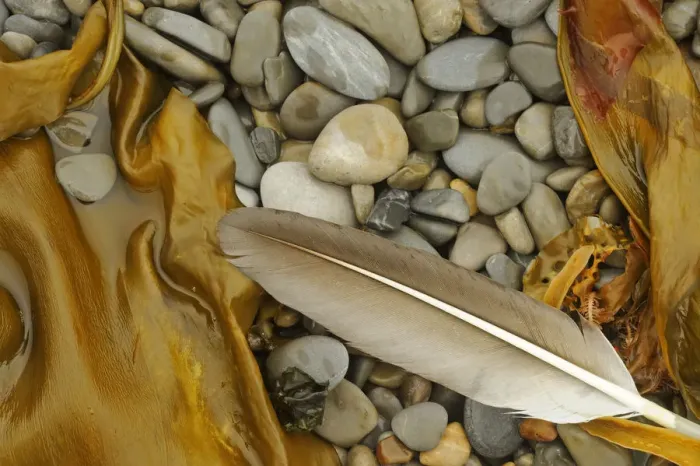 Framed Print : Canada, Quebec, Forillon National Park. Feather, seaweed and rocks along ocean shoreline Framed Print : Canada, Quebec, Forillon National Park. Feather, seaweed and rocks along ocean shoreline
