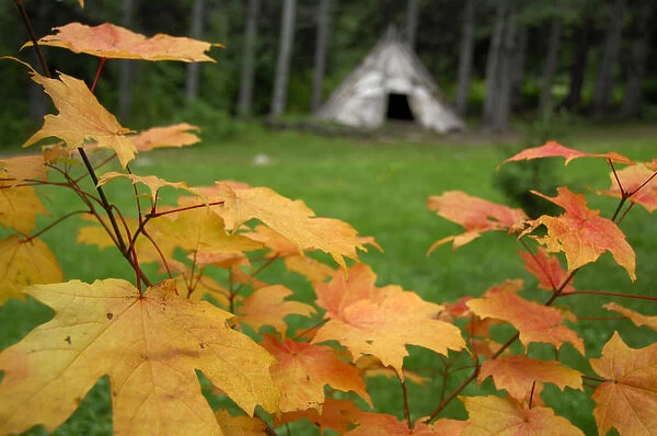 Canada, Quebec, Gaspe. Micmac First Nation Indian Village, birch bark teepee with fall leaves