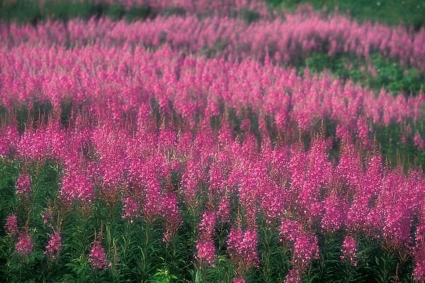 Canada, Quebec, Gaspe. Purple Lythrum Flowers, Cap Bon Ami, Forillon National Park