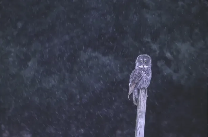 Framed Print : Canada, Quebec. Great gray owl perched on stump in snowstorm Framed Print : Canada, Quebec. Great gray owl perched on stump in snowstorm