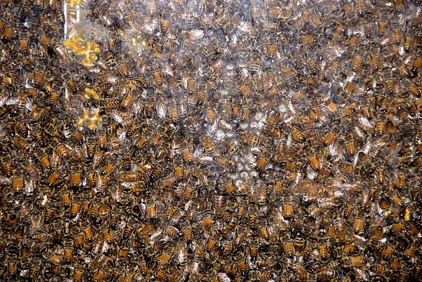 Canada, Quebec. Honey Economusee (aka Musee de L Abeille). Beehive. Property release