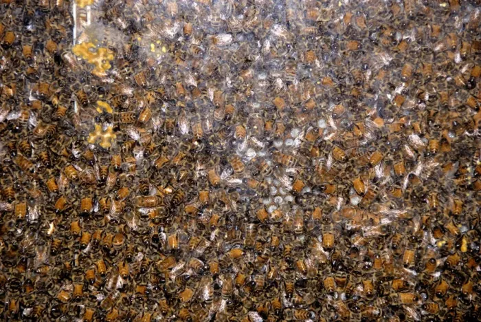 Framed Print : Canada, Quebec. Honey Economusee (aka Musee de L Abeille). Beehive. Property release Framed Print : Canada, Quebec. Honey Economusee (aka Musee de L Abeille). Beehive. Property release