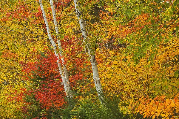 Canada, Quebec, La Mauricie National Park. Autumn forest colors
