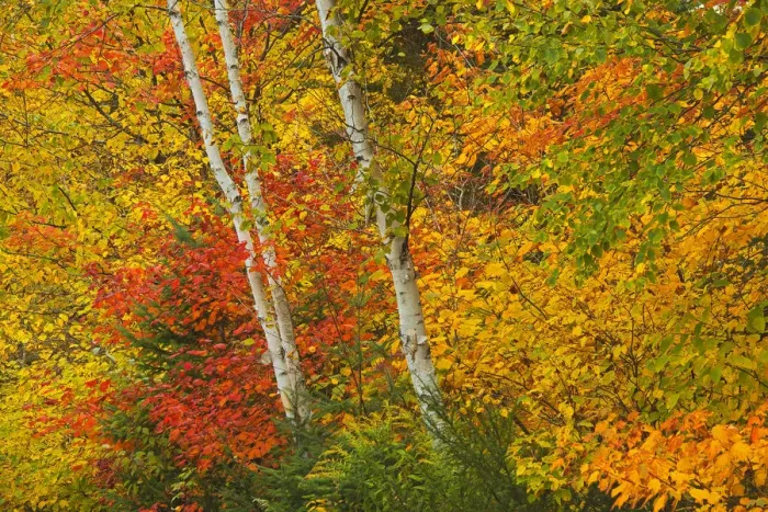 Framed Print : Canada, Quebec, La Mauricie National Park. Autumn forest colors Framed Print : Canada, Quebec, La Mauricie National Park. Autumn forest colors