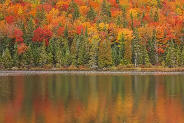 Framed Print : Canada, Quebec, La Mauricie National Park. Autumn colors reflected in Lac a Sam Framed Print : Canada, Quebec, La Mauricie National Park. Autumn colors reflected in Lac a Sam