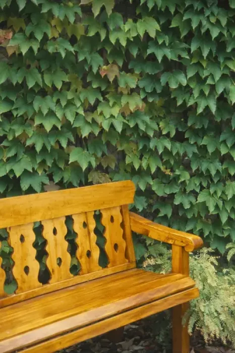 Framed Print : Canada, Quebec, Montreal, bench with a wall full of vines in the background Framed Print : Canada, Quebec, Montreal, bench with a wall full of vines in the background