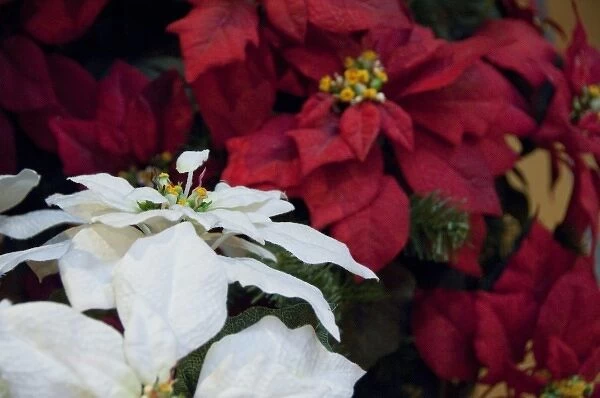Canada, Quebec, Montreal. Christmas poinsettia plants