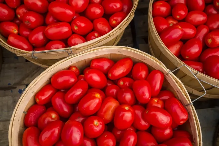 Framed Print : Canada, Quebec, Montreal. Little Italy, Marche Jean Talon Market, tomatoes Framed Print : Canada, Quebec, Montreal. Little Italy, Marche Jean Talon Market, tomatoes
