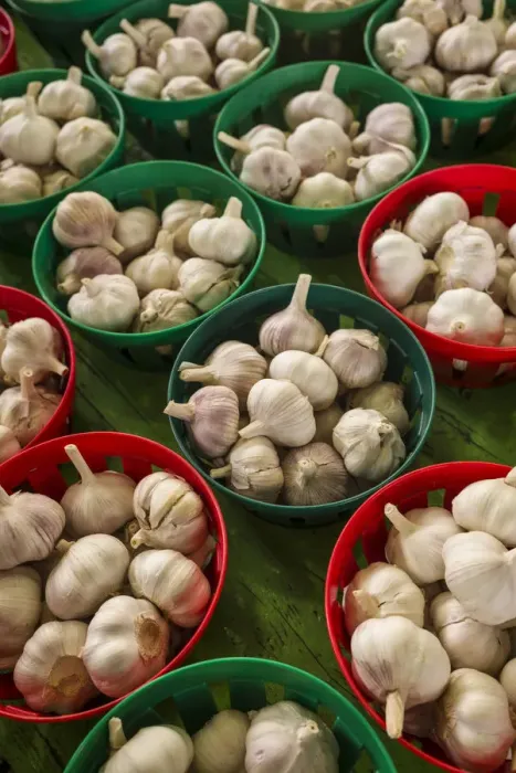 Framed Print : Canada, Quebec, Montreal. Little Italy, Marche Jean Talon Market, cloves of garlic