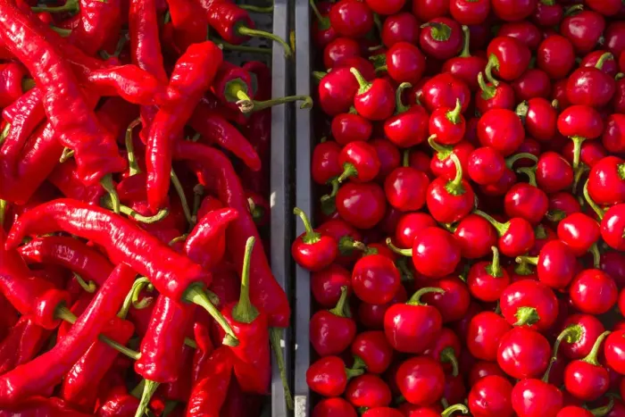 Framed Print : Canada, Quebec, Montreal. Little Italy, Marche Jean Talon Market, peppers Framed Print : Canada, Quebec, Montreal. Little Italy, Marche Jean Talon Market, peppers