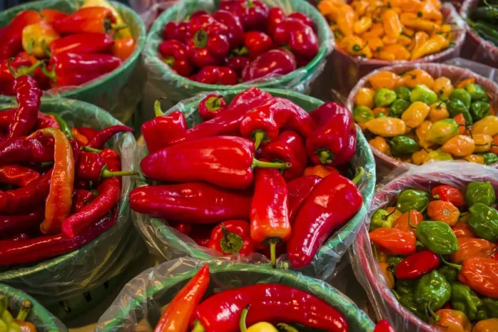 Framed Print : Canada, Quebec, Montreal. Little Italy, Marche Jean Talon Market, peppers Framed Print : Canada, Quebec, Montreal. Little Italy, Marche Jean Talon Market, peppers