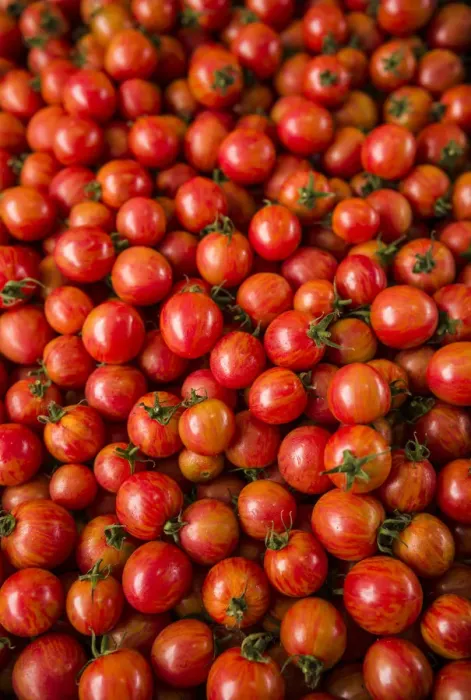 Framed Print : Canada, Quebec, Montreal. Little Italy, Marche Jean Talon Market, tomatoes Framed Print : Canada, Quebec, Montreal. Little Italy, Marche Jean Talon Market, tomatoes