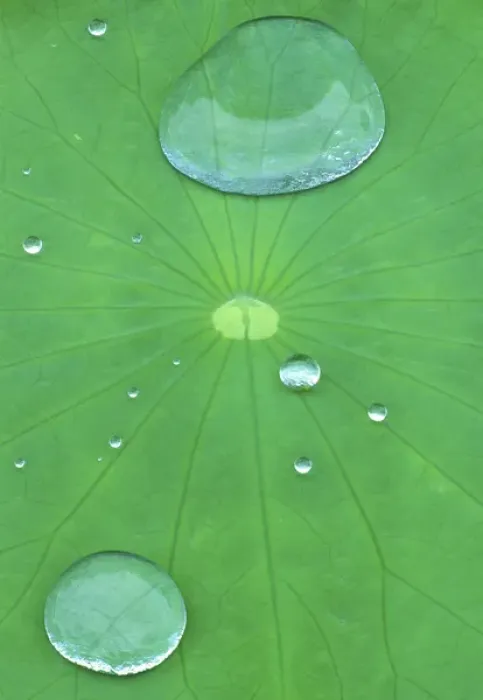 Framed Print : Canada, Quebec, Montreal. Water beads on lotus leaf at Montreal Botanical Garden Framed Print : Canada, Quebec, Montreal. Water beads on lotus leaf at Montreal Botanical Garden