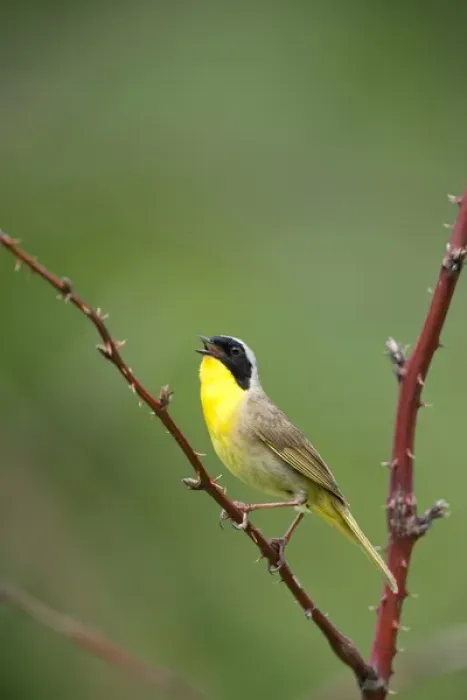 Framed Print : Canada, Quebec, Mount St-Bruno Conservation Park. Common yellowthroat singing. Credit as Framed Print : Canada, Quebec, Mount St-Bruno Conservation Park. Common yellowthroat singing. Credit as