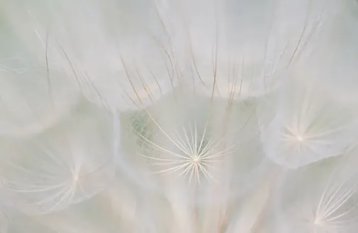 Framed Print : Canada, Quebec, Mount St-Bruno Conservation Park. Goatsbeard seed head. Credit as Framed Print : Canada, Quebec, Mount St-Bruno Conservation Park. Goatsbeard seed head. Credit as