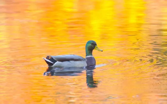 Framed Print : Canada, Quebec, Mount St-Bruno Conservation Park. Mallard drake autumn-colored water