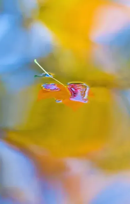 Framed Print : Canada, Quebec, Mount St-Bruno Conservation Park. Red maple leaf on autumn pool. Credit as Framed Print : Canada, Quebec, Mount St-Bruno Conservation Park. Red maple leaf on autumn pool. Credit as