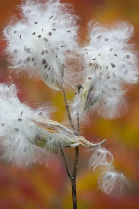 Framed Print : Canada, Quebec, Mount St-Bruno Conservation Park. Milkweed releasing seeds. Credit as Framed Print : Canada, Quebec, Mount St-Bruno Conservation Park. Milkweed releasing seeds. Credit as