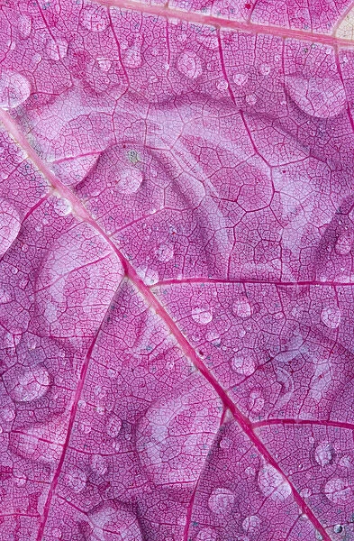 Canada, Quebec, Mount St-Bruno Conservation Park. Rain water on red maple leaf. Credit as