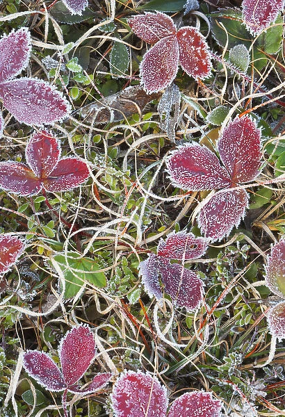 Canada, Quebec, Mount St-Bruno Conservation Park. Frost-covered strawberry leaves