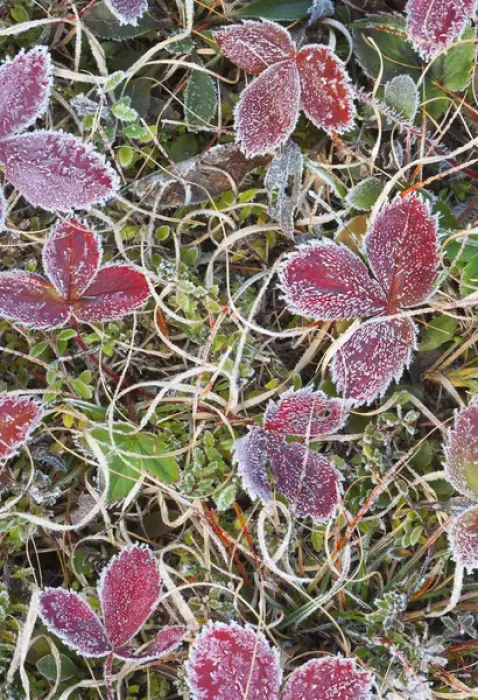 Framed Print : Canada, Quebec, Mount St-Bruno Conservation Park. Frost-covered strawberry leaves