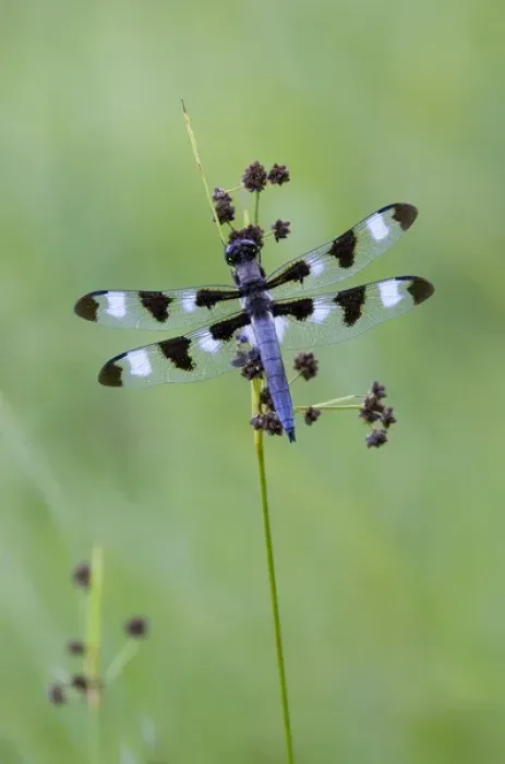 Framed Print : Canada, Quebec, Mount St-Bruno Conservation Park. Twelve-spot skimmer. Credit as