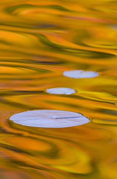 Canada, Quebec, Mount St-Bruno Conservation Park. Water lily pads and fall reflections