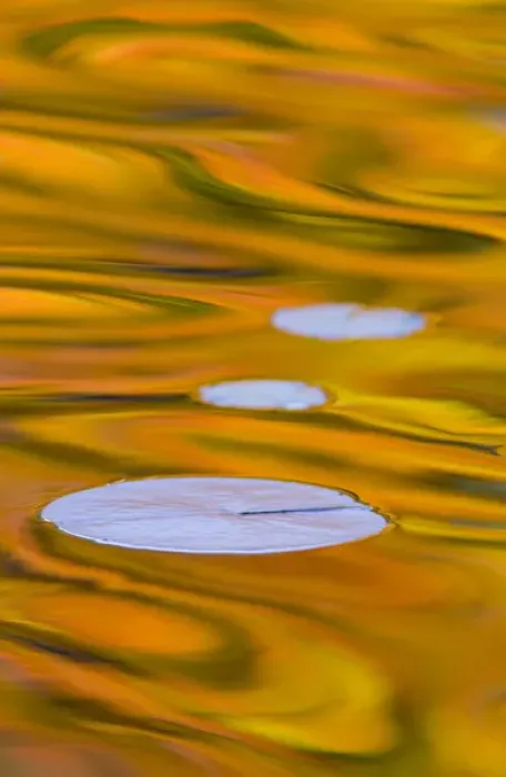 Framed Print : Canada, Quebec, Mount St-Bruno Conservation Park. Water lily pads and fall reflections Framed Print : Canada, Quebec, Mount St-Bruno Conservation Park. Water lily pads and fall reflections