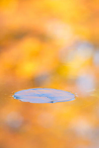 Canada, Quebec, Mount St-Bruno Conservation Park. Water lily pad and fall reflections