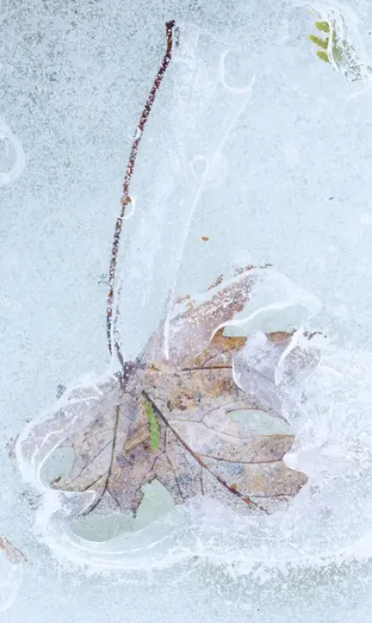 Framed Print : Canada, Quebec, Mount St-Bruno Conservation Park. Silver maple leaf caught in ice Framed Print : Canada, Quebec, Mount St-Bruno Conservation Park. Silver maple leaf caught in ice