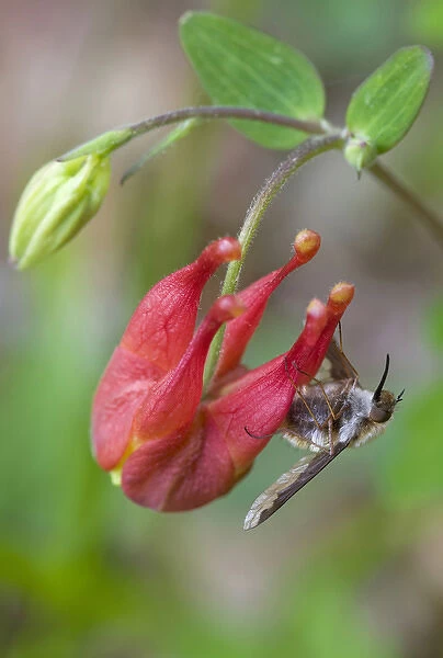Canada, Quebec, Mount St-Bruno Conservation Park. Bee fly on wild columbine. Credit as