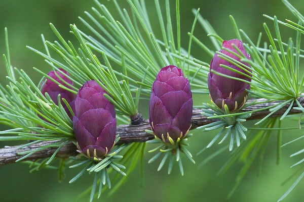Canada, Quebec, Mount St-Bruno Conservation Park. Tamarack tree cones. Credit as