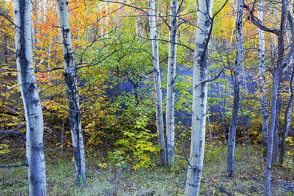 Canada, Quebec, Mount St-Bruno Conservation Park. Aspen poplar trees and pond. Credit as