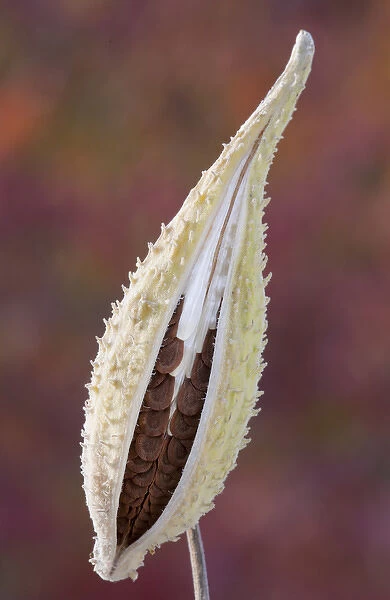 Canada, Quebec, Mount St-Bruno Conservation Park. Milkweed seedpod detail. Credit as