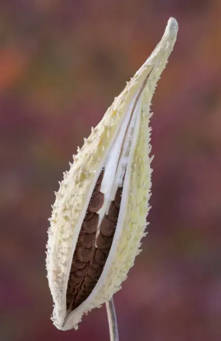 Framed Print : Canada, Quebec, Mount St-Bruno Conservation Park. Milkweed seedpod detail. Credit as Framed Print : Canada, Quebec, Mount St-Bruno Conservation Park. Milkweed seedpod detail. Credit as