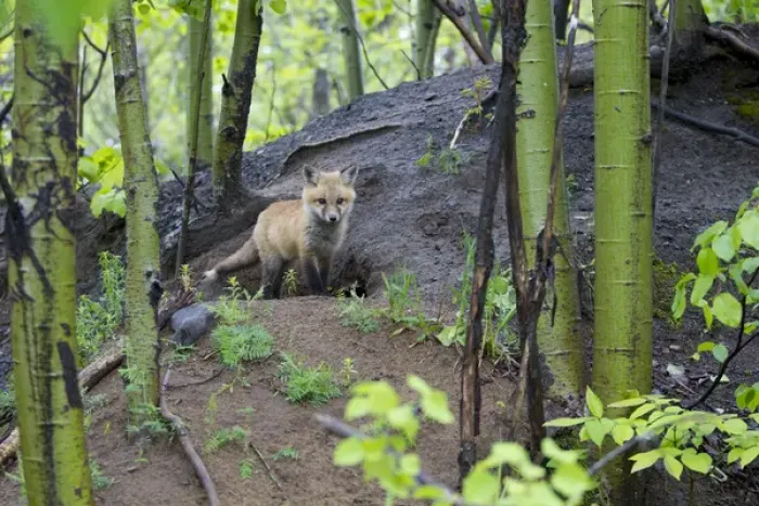 Framed Print : Canada, Quebec, Mount St-Bruno Conservation Park. Red fox kit at den site. Credit as