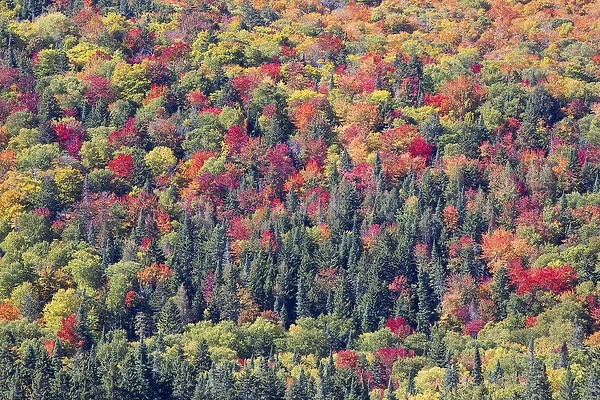 Canada, Quebec, Mount Tremblant National Park. Forest in fall colors. Credit as